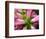 Close-up of a pink blossom.-Julie Eggers-Framed Photographic Print