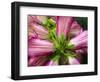 Close-up of a pink blossom.-Julie Eggers-Framed Photographic Print