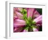 Close-up of a pink blossom.-Julie Eggers-Framed Photographic Print