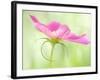 Close-Up of A Pink Cosmos, Harpswell, Maine, USA-Kathleen Clemons-Framed Photographic Print