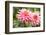 Close-up of a pink dahlia flower, Butchart Gardens, Victoria, Vancouver Island, British Columbia...-Panoramic Images-Framed Photographic Print