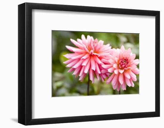 Close-up of a pink dahlia flower, Butchart Gardens, Victoria, Vancouver Island, British Columbia...-Panoramic Images-Framed Photographic Print
