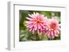 Close-up of a pink dahlia flower, Butchart Gardens, Victoria, Vancouver Island, British Columbia...-Panoramic Images-Framed Photographic Print