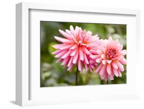 Close-up of a pink dahlia flower, Butchart Gardens, Victoria, Vancouver Island, British Columbia...-Panoramic Images-Framed Photographic Print