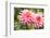 Close-up of a pink dahlia flower, Butchart Gardens, Victoria, Vancouver Island, British Columbia...-Panoramic Images-Framed Photographic Print