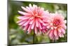 Close-up of a pink dahlia flower, Butchart Gardens, Victoria, Vancouver Island, British Columbia...-Panoramic Images-Mounted Photographic Print