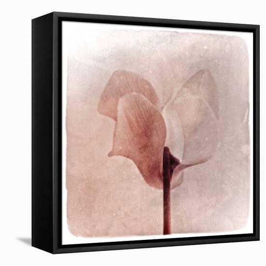 Close Up of a Pink Flower-Trigger Image-Framed Stretched Canvas