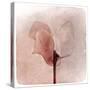 Close Up of a Pink Flower-Trigger Image-Stretched Canvas