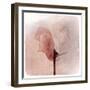 Close Up of a Pink Flower-Trigger Image-Framed Premium Photographic Print