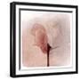 Close Up of a Pink Flower-Trigger Image-Framed Premium Photographic Print