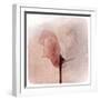Close Up of a Pink Flower-Trigger Image-Framed Premium Photographic Print