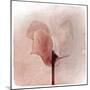 Close Up of a Pink Flower-Trigger Image-Mounted Premium Photographic Print