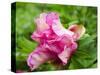 Close-up of a pink peony bloom in a garden.-Julie Eggers-Stretched Canvas