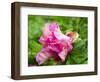 Close-up of a pink peony bloom in a garden.-Julie Eggers-Framed Photographic Print