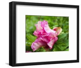 Close-up of a pink peony bloom in a garden.-Julie Eggers-Framed Photographic Print