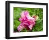 Close-up of a pink peony bloom in a garden.-Julie Eggers-Framed Photographic Print