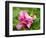 Close-up of a pink peony bloom in a garden.-Julie Eggers-Framed Photographic Print