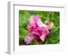 Close-up of a pink peony bloom in a garden.-Julie Eggers-Framed Photographic Print