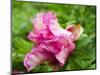 Close-up of a pink peony bloom in a garden.-Julie Eggers-Mounted Photographic Print