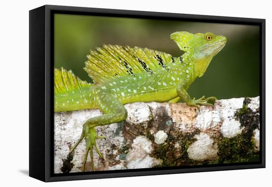 Close-Up of a Plumed Basilisk (Basiliscus Plumifrons) on a Branch, Cano Negro, Costa Rica-null-Framed Stretched Canvas