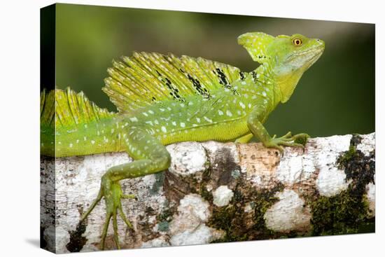 Close-Up of a Plumed Basilisk (Basiliscus Plumifrons) on a Branch, Cano Negro, Costa Rica-null-Stretched Canvas