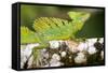 Close-Up of a Plumed Basilisk (Basiliscus Plumifrons) on a Branch, Cano Negro, Costa Rica-null-Framed Stretched Canvas