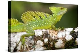 Close-Up of a Plumed Basilisk (Basiliscus Plumifrons) on a Branch, Cano Negro, Costa Rica-null-Stretched Canvas