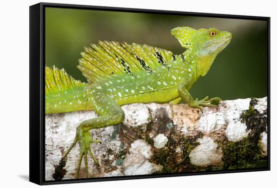 Close-Up of a Plumed Basilisk (Basiliscus Plumifrons) on a Branch, Cano Negro, Costa Rica-null-Framed Stretched Canvas