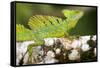 Close-Up of a Plumed Basilisk (Basiliscus Plumifrons) on a Branch, Cano Negro, Costa Rica-null-Framed Stretched Canvas