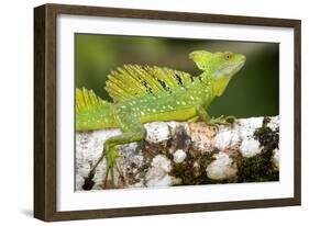 Close-Up of a Plumed Basilisk (Basiliscus Plumifrons) on a Branch, Cano Negro, Costa Rica-null-Framed Photographic Print