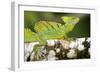 Close-Up of a Plumed Basilisk (Basiliscus Plumifrons) on a Branch, Cano Negro, Costa Rica-null-Framed Photographic Print