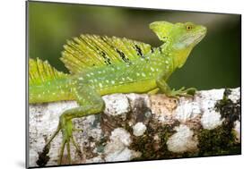 Close-Up of a Plumed Basilisk (Basiliscus Plumifrons) on a Branch, Cano Negro, Costa Rica-null-Mounted Photographic Print