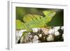 Close-Up of a Plumed Basilisk (Basiliscus Plumifrons) on a Branch, Cano Negro, Costa Rica-null-Framed Photographic Print