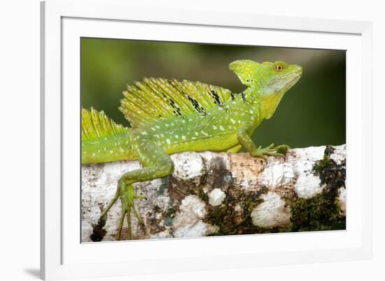 Close-Up of a Plumed Basilisk (Basiliscus Plumifrons) on a Branch, Cano Negro, Costa Rica-null-Framed Photographic Print