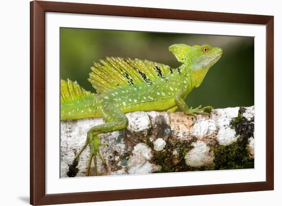 Close-Up of a Plumed Basilisk (Basiliscus Plumifrons) on a Branch, Cano Negro, Costa Rica-null-Framed Photographic Print