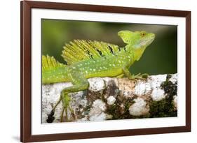 Close-Up of a Plumed Basilisk (Basiliscus Plumifrons) on a Branch, Cano Negro, Costa Rica-null-Framed Photographic Print