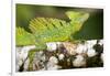 Close-Up of a Plumed Basilisk (Basiliscus Plumifrons) on a Branch, Cano Negro, Costa Rica-null-Framed Photographic Print