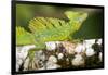 Close-Up of a Plumed Basilisk (Basiliscus Plumifrons) on a Branch, Cano Negro, Costa Rica-null-Framed Photographic Print