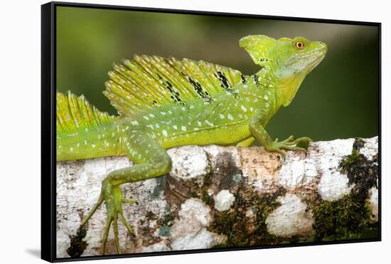 Close-Up of a Plumed Basilisk (Basiliscus Plumifrons) on a Branch, Cano Negro, Costa Rica-null-Framed Stretched Canvas