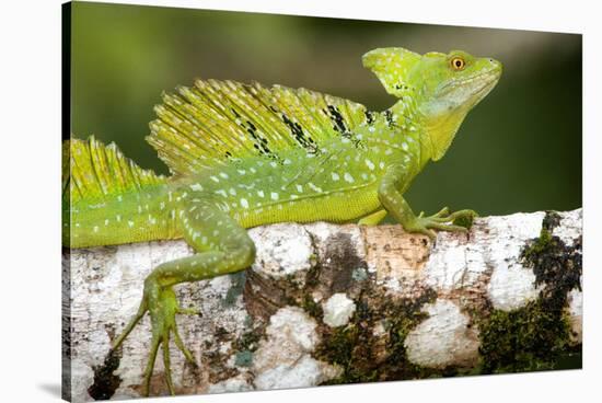 Close-Up of a Plumed Basilisk (Basiliscus Plumifrons) on a Branch, Cano Negro, Costa Rica-null-Stretched Canvas