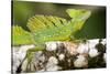 Close-Up of a Plumed Basilisk (Basiliscus Plumifrons) on a Branch, Cano Negro, Costa Rica-null-Stretched Canvas