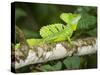 Close-Up of a Plumed Basilisk on a Branch, Costa Rica-null-Stretched Canvas