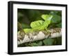 Close-Up of a Plumed Basilisk on a Branch, Costa Rica-null-Framed Photographic Print