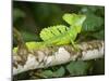 Close-Up of a Plumed Basilisk on a Branch, Costa Rica-null-Mounted Photographic Print