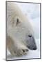 Close-up of a polar bear, Ursus maritimus, on the North polar ice pack. Arctic Ocean-Sergio Pitamitz-Mounted Photographic Print