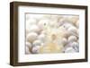 Close-Up of a Popcorn Shrmp on an Anemone-Stocktrek Images-Framed Photographic Print