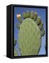 Close-Up of a Prickly Pear (Opuntia) Cactus in Flower, Sardinia, Italy-Tony Waltham-Framed Stretched Canvas