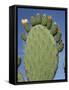 Close-Up of a Prickly Pear (Opuntia) Cactus in Flower, Sardinia, Italy-Tony Waltham-Framed Stretched Canvas