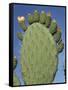 Close-Up of a Prickly Pear (Opuntia) Cactus in Flower, Sardinia, Italy-Tony Waltham-Framed Stretched Canvas