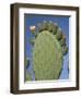 Close-Up of a Prickly Pear (Opuntia) Cactus in Flower, Sardinia, Italy-Tony Waltham-Framed Photographic Print